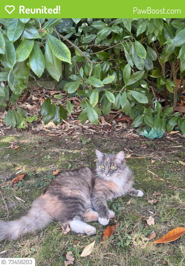 Reunited Female Cat last seen Parkway N14 6QU, Greater London, England N14 6QU