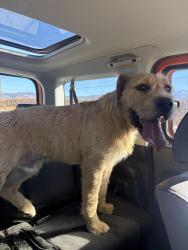 Found/Stray Male Dog last seen Fairview Ave near, Riverside County, CA 92544