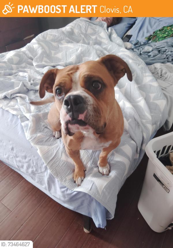 Found/Stray Female Dog last seen Clovis ave, Clovis, CA 93612
