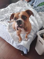 Found/Stray Female Dog last seen Clovis ave, Clovis, CA 93612