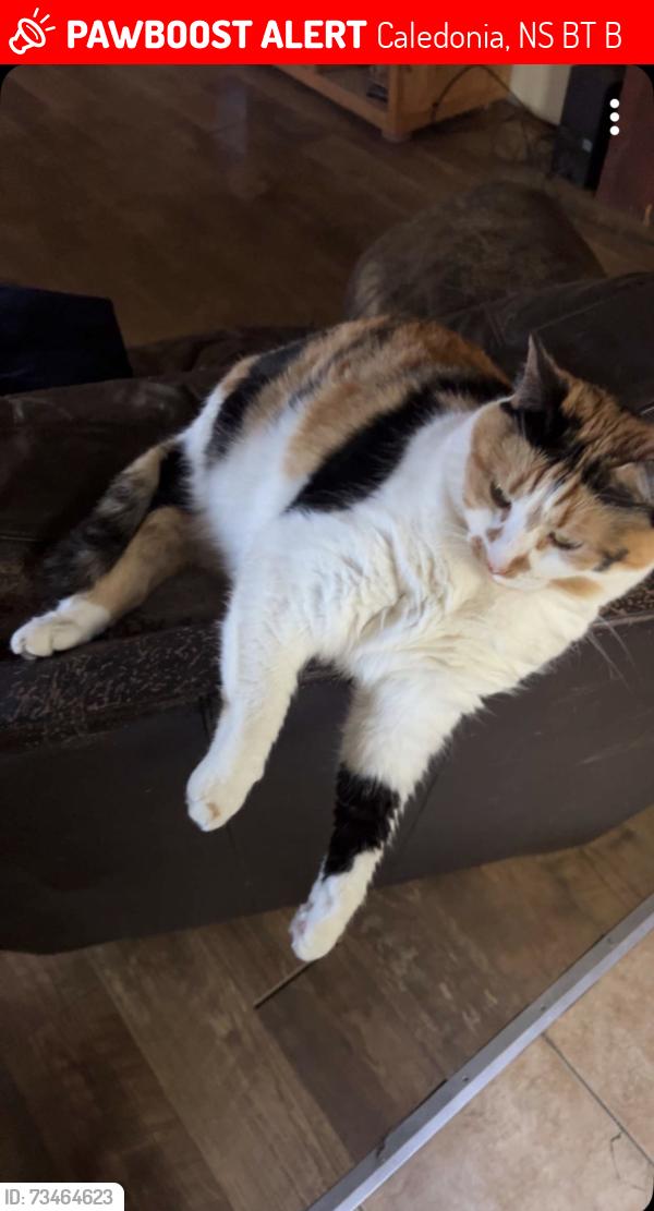 Lost Female Cat last seen Westfield Rd, Caledonia, NS B0T 1B0