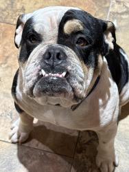Reunited Unknown Dog last seen Near near Woodland Hills, Humble, TX 77338