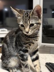 Lost Female Cat last seen Garden, Acle, England NR13 3EA