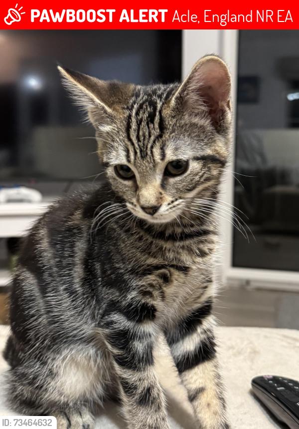 Lost Female Cat last seen Garden, Acle, England NR13 3EA