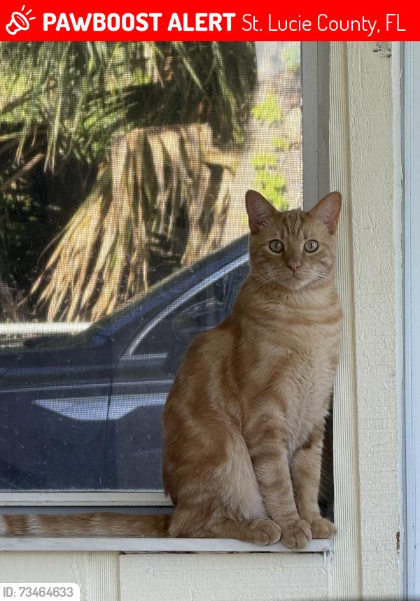 Lost Male Cat last seen Torpey Rd, Village marina, St. Lucie County, FL 34946