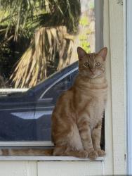 Lost Male Cat last seen Torpey Rd, Village marina, St. Lucie County, FL 34946