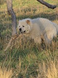Found/Stray Unknown Dog last seen Chambers and 1st, Centennial, CO 80112
