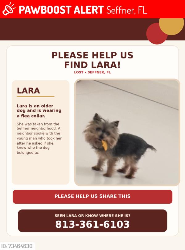 Lost Female Dog last seen Seffner, Seffner, FL 33584