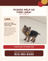 Lost Female Dog last seen Seffner, Seffner, FL 33584