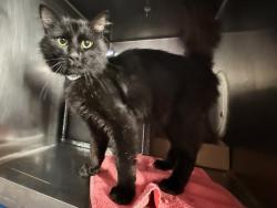 Shelter Stray Male Cat last seen Apt 2D,3544 Wayne Avenue, BRONX, NY, 10467, 326 E 110th St, New York, NY 10029, USA
