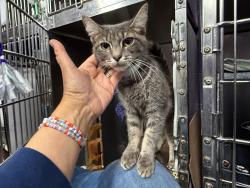 Shelter Stray Female Cat last seen Near Clay Avenue, BRONX, NY, 10456, 326 E 110th St, New York, NY 10029, USA