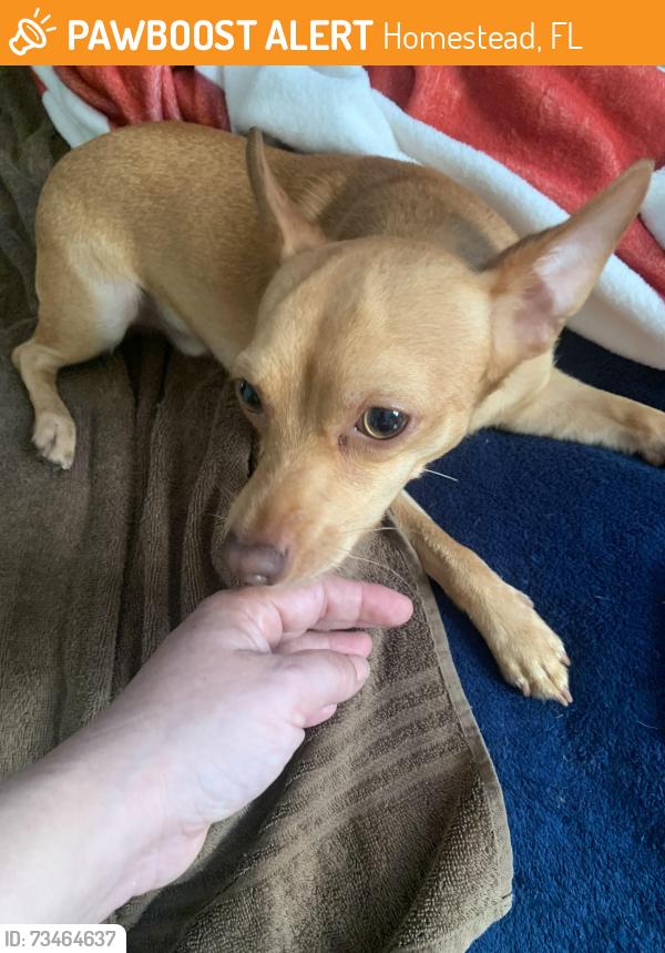 Found/Stray Male Dog last seen 298th terrace, Homestead, FL 33033