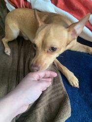 Found/Stray Male Dog last seen 298th terrace, Homestead, FL 33033