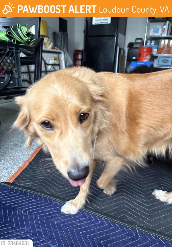Found/Stray Female Dog last seen Colchester Rd and Telegraph Springs Rd, Loudoun County, VA 20132