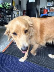 Found/Stray Female Dog last seen Colchester Rd and Telegraph Springs Rd, Loudoun County, VA 20132