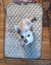 Reunited Female Dog last seen Hamline Ave & Charles Ave, Saint Paul, MN 55104