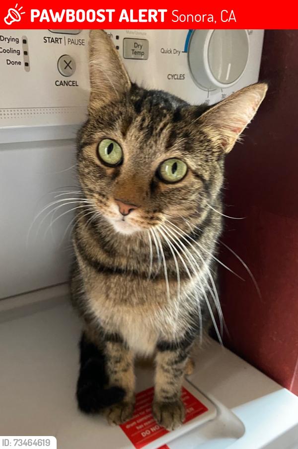 Lost Female Cat last seen Resort & Midland, Sonora, CA 95370