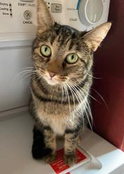 Lost Female Cat last seen Resort & Midland, Sonora, CA 95370
