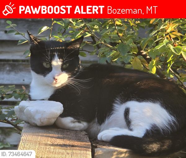 Lost Female Cat last seen Durston Ave, Bozeman, MT 59715