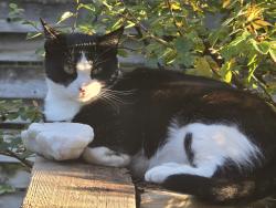 Lost Female Cat last seen Durston Ave, Bozeman, MT 59715