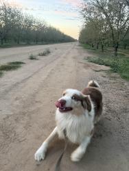 Reunited Male Dog last seen Empire street Stockton, Stockton, CA 95205