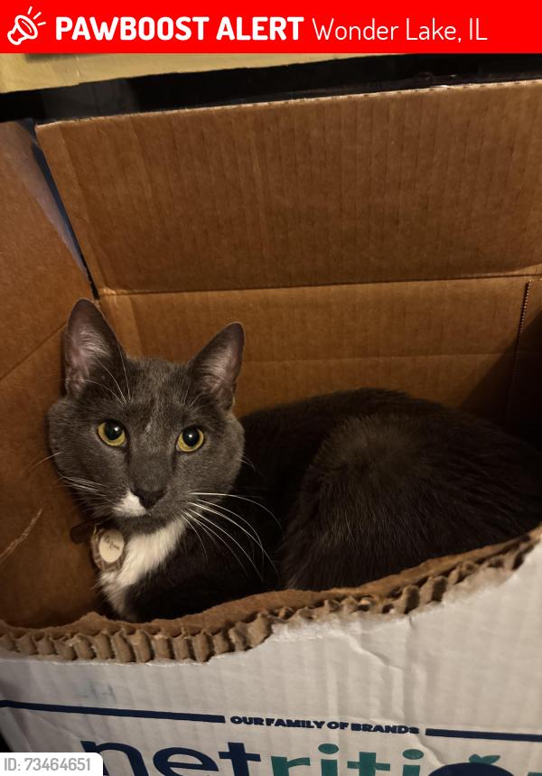 Lost Male Cat last seen East lake shore drive by the gas station in unincorporated wonder lake, Wonder Lake, IL 60097