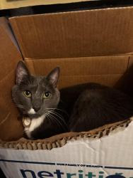 Lost Male Cat last seen East lake shore drive by the gas station in unincorporated wonder lake, Wonder Lake, IL 60097