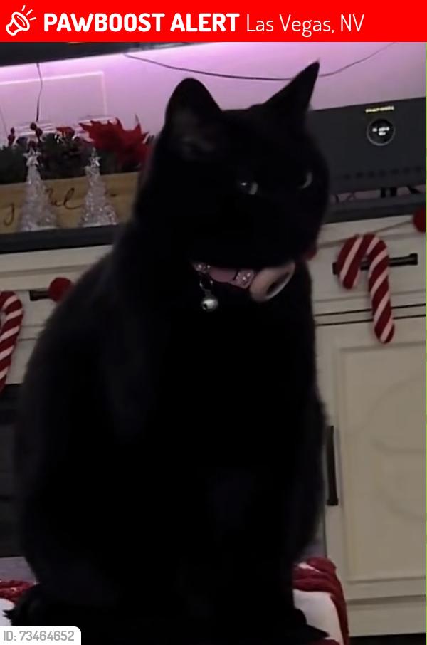 Lost Female Cat last seen La mancha ave, Las Vegas, NV 89149