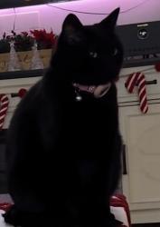 Lost Female Cat last seen La mancha ave, Las Vegas, NV 89149