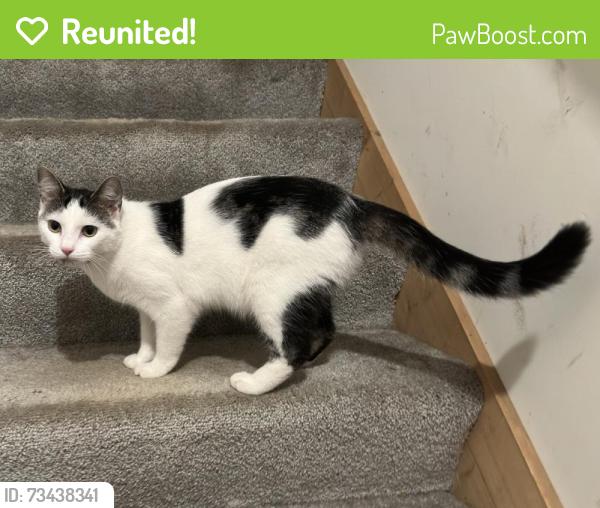 Reunited Male Cat last seen Near Hidden Valley Trail N Dahlonega Georgia, Dahlonega, GA 30533