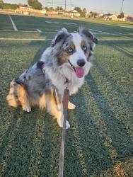 Lost Male Dog last seen Gladstone, Azusa, CA 91702