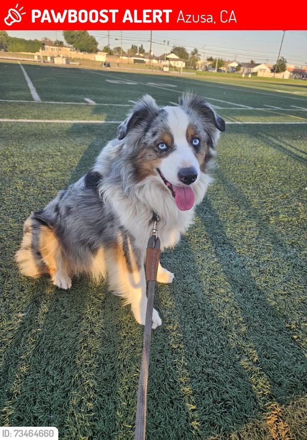 Lost Male Dog last seen Gladstone, Azusa, CA 91702