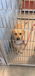 Lost Male Dog last seen Near NW 7th St, Miami, FL 33125, Miami, FL 33125