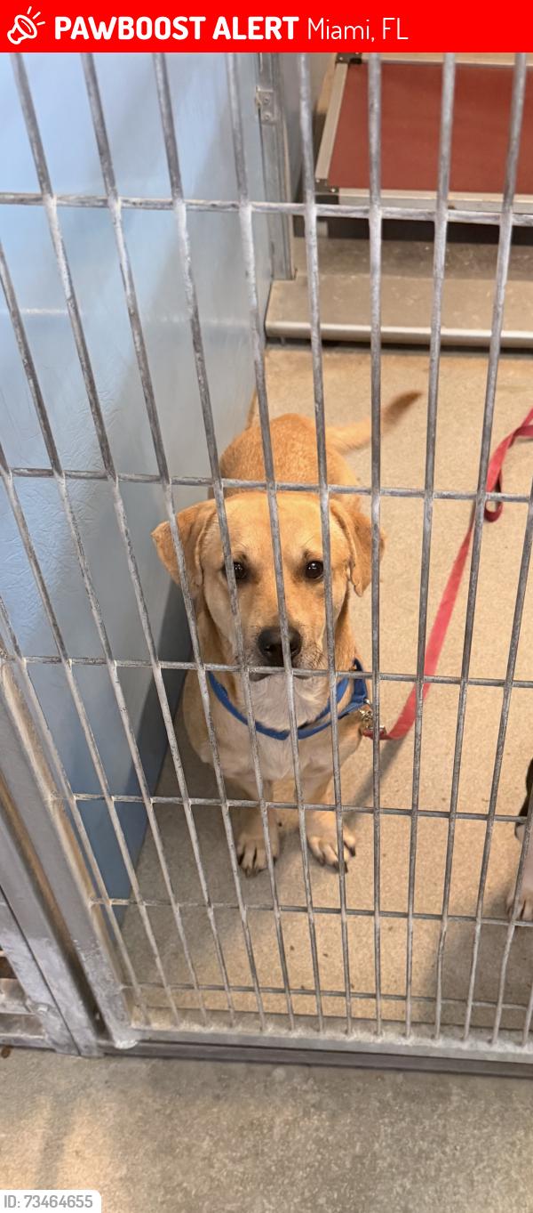 Lost Male Dog last seen Near NW 7th St, Miami, FL 33125, Miami, FL 33125