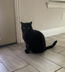 Reunited Female Cat last seen Hedgewood Drive, Waxahachie, TX 75165