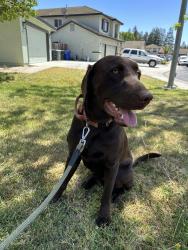 Reunited Male Dog last seen Finney Rd, Salida, CA 95368