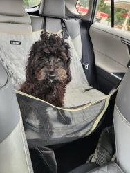 Reunited Male Dog last seen Dave and Ebert, Winston-Salem, NC 27127