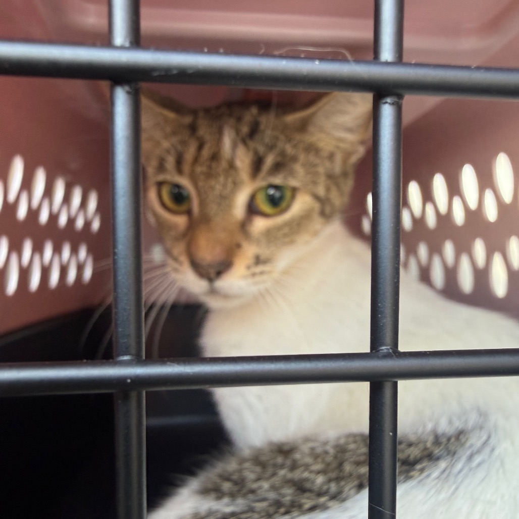 Shelter Stray Female Cat last seen , Animal Care & Control Team of Philly, 111 W Hunting Park Ave, Philadelphia, PA 19140, USA