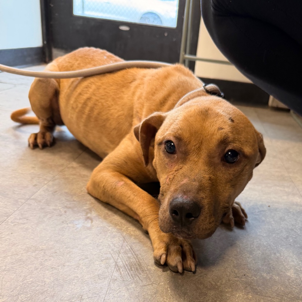 Shelter Stray Male Dog last seen , Animal Care & Control Team of Philly, 111 W Hunting Park Ave, Philadelphia, PA 19140, USA