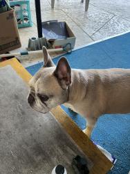 Found/Stray Male Dog last seen SW 34th avenue, Fort Lauderdale, FL 33312