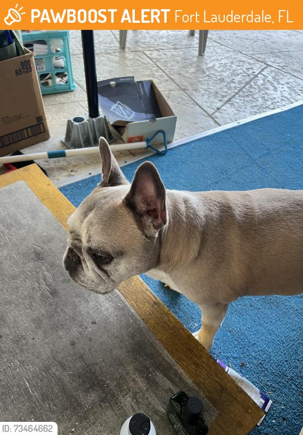 Found/Stray Male Dog last seen SW 34th avenue, Fort Lauderdale, FL 33312