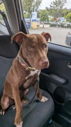 Found/Stray Female Dog last seen Main Street library in Hilton village, Newport News, VA 23601