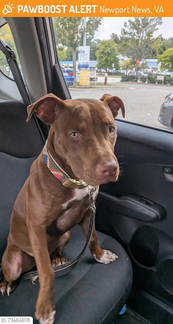 Found/Stray Female Dog last seen Main Street library in Hilton village, Newport News, VA 23601