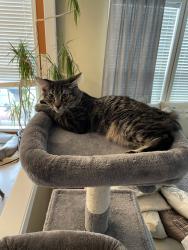 Reunited Male Cat last seen Manor hse Drive and Misty Hill Lane, Charlotte, NC 28270