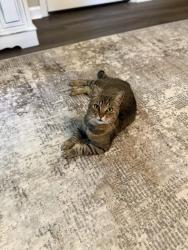 Lost Male Cat last seen Granny Country Kitcheb, NC-10, NC 28168