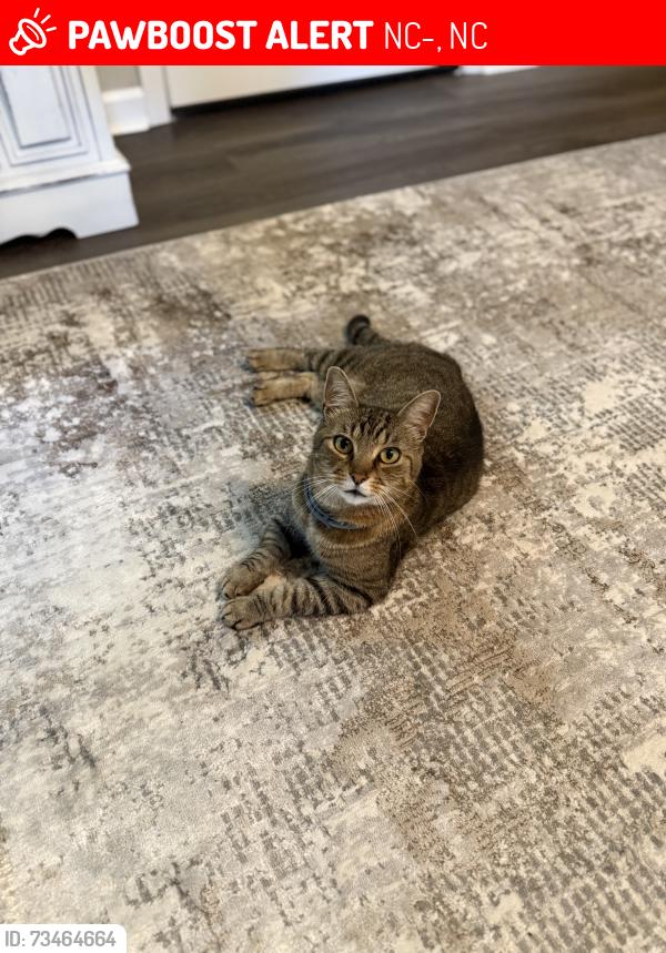 Lost Male Cat last seen Granny Country Kitcheb, NC-10, NC 28168
