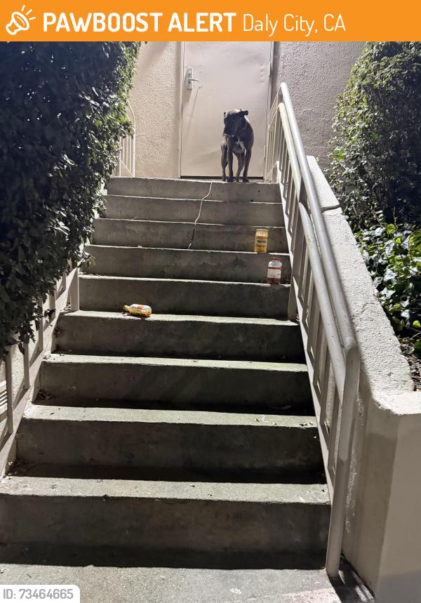 Found/Stray Unknown Dog last seen Brunswisk, Daly City, CA 94014