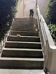 Found/Stray Unknown Dog last seen Brunswisk, Daly City, CA 94014