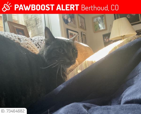 Lost Male Cat last seen Aspen Dr and longs peak, Berthoud, CO 80513