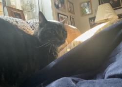 Lost Male Cat last seen Aspen Dr and longs peak, Berthoud, CO 80513